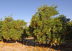 Zhuluan sour orange hybrid CRC3930-01