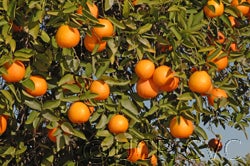 Zhuluan sour orange hybrid CRC3930-03