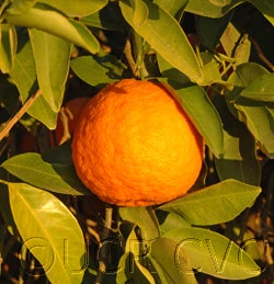Zhuluan sour orange hybrid CRC3981-02