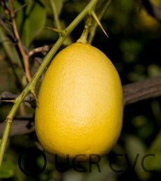 Abhayapuri lime CRC3072006