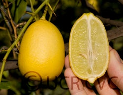 Addanimma Lime CRC3072007