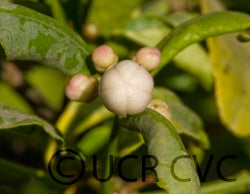 Addanimma lime hybrid CRC3072003