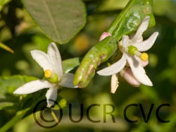 Addanimma lime hybrid CRC3072004