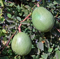 Aegle marmelos CRC31402