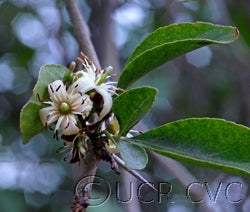 Aegle marmelos CRC31403000