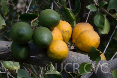 Aegle marmelos CRC3140011