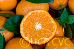 W. Murcott Afourer 003.jpg