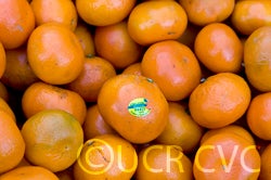 W. Murcott Afourer 001.jpg