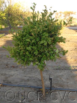 Afraeglega bonensis CRC4191001