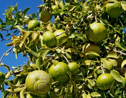 afragle paniculata photo 2