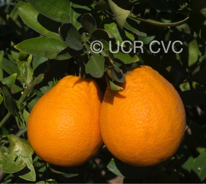 ambersweet_sweet_orange_hybrid_crc_4002_001.jpg