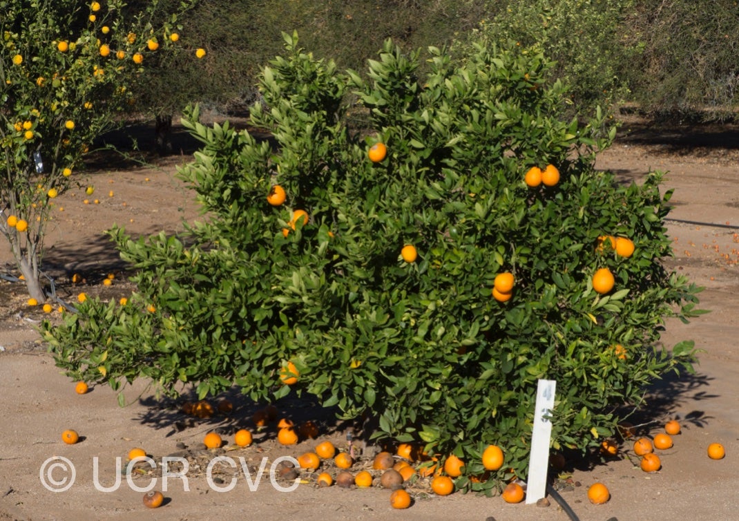 ambersweet_sweet_orange_hybrid_crc_4002_002.jpg
