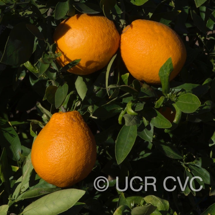 ambersweet_sweet_orange_hybrid_crc_4002_004.jpg