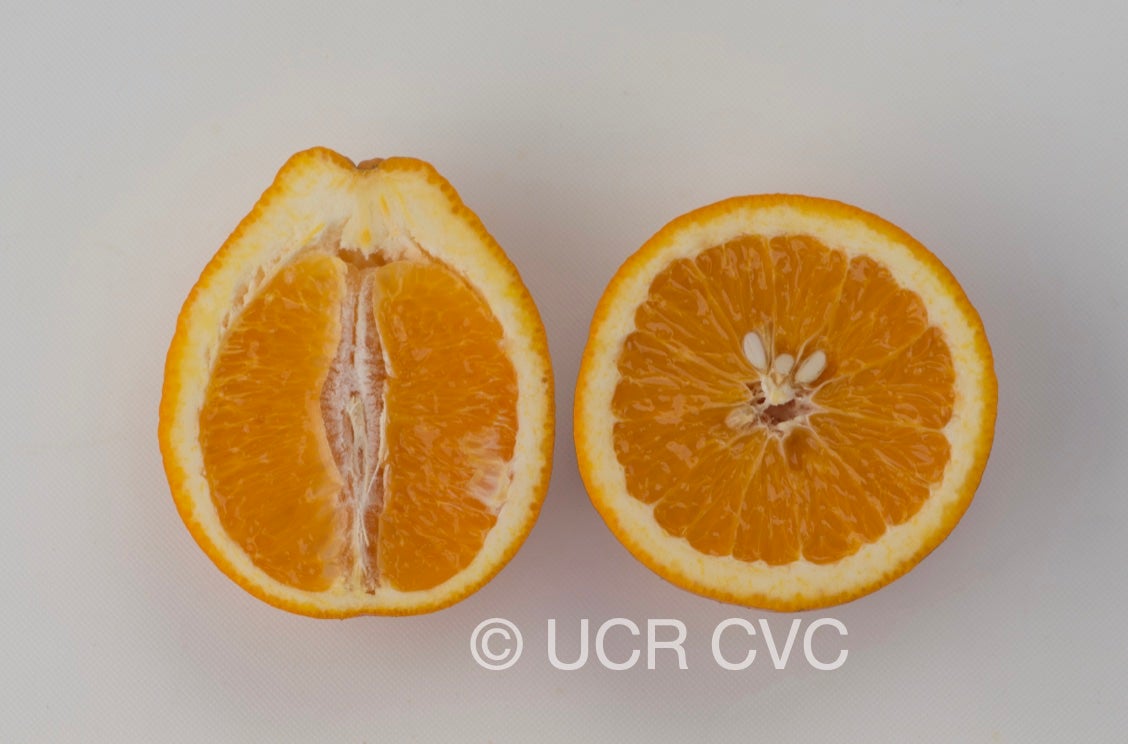 ambersweet_sweet_orange_hybrid_crc_4002_005.jpg