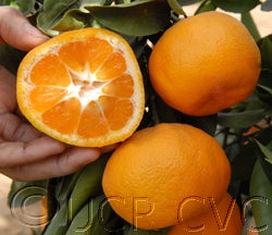 Aoshima Satsuma mandarin crc40660006