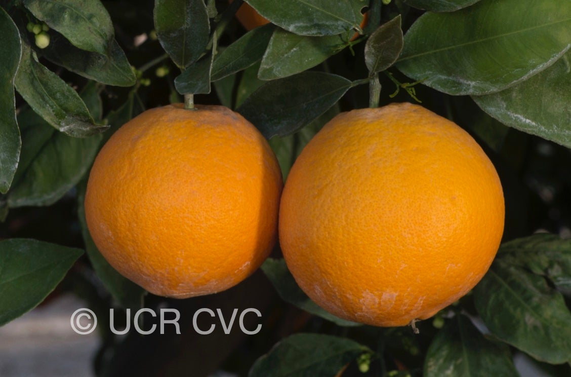 apopka_navel_orange_crc_4151_002.jpg