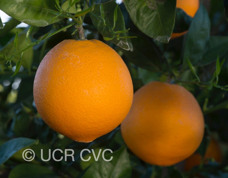 apopka_navel_orange_crc_4151_003.jpg