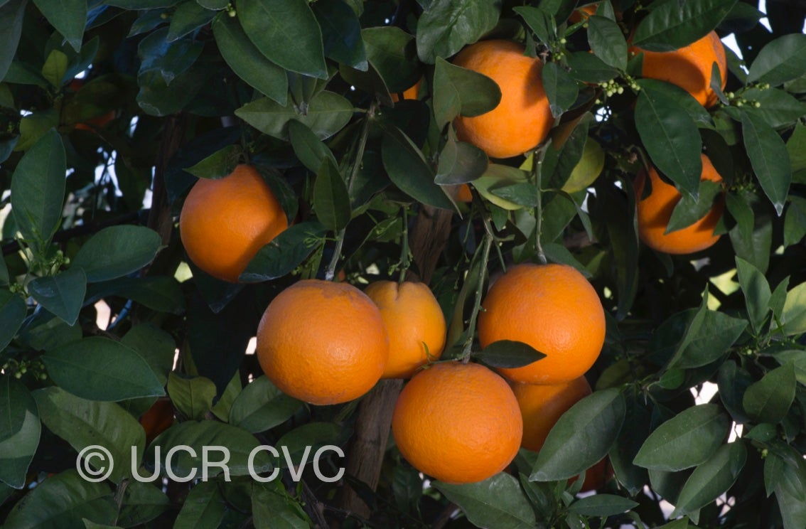 apopka_navel_orange_crc_4151_005.jpg