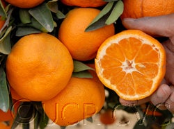 Armstrong satsuma mandarin CRC4064004