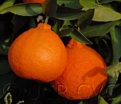 Baygold tangelo CRC4186000