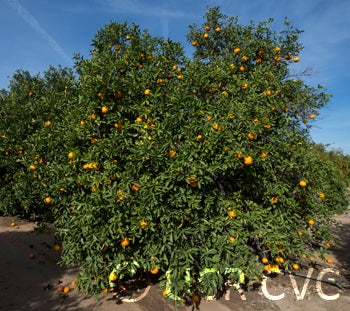 Hassaku (Beni) pummelo hybrid (CRC 3907) crc3907002