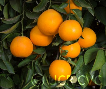 Hassaku (Beni) pummelo hybrid (CRC 3907) crc3907003