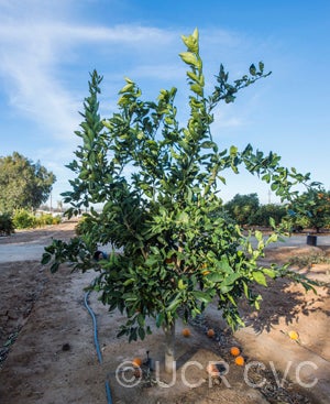 California Rojo Navel Orange crc4201001