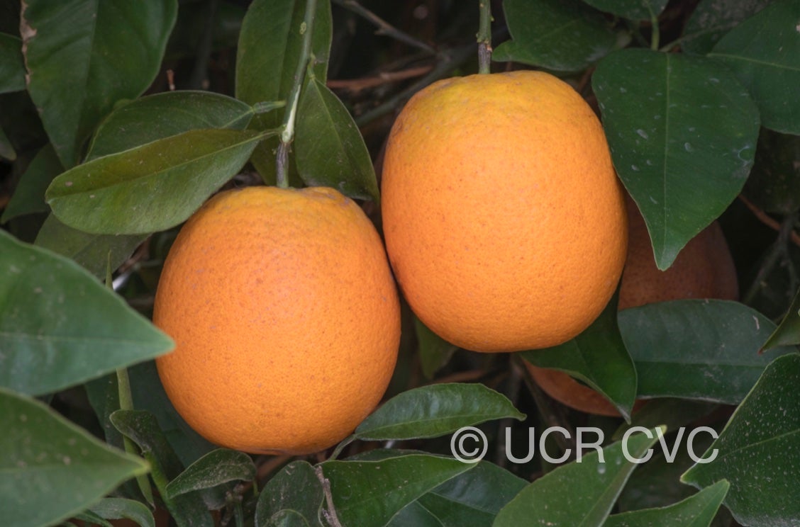 chapman_valencia_orange_crc_4229_003.jpg