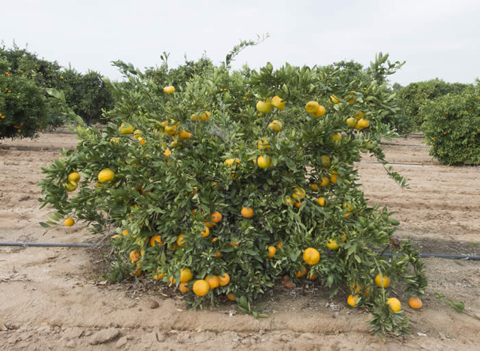 china6-15satsumamandarincrc4180001