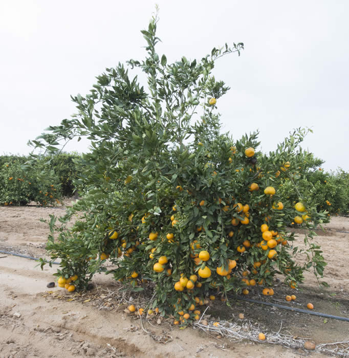 china6-15satsumamandarincrc41800