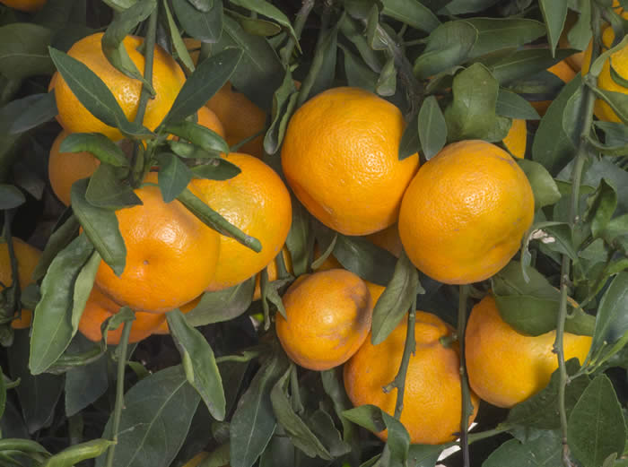 china6-15satsumamandarincrc4180004