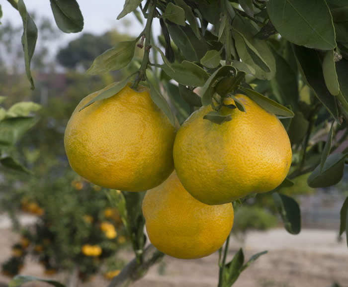 china6-15satsumamandarincrc4180005