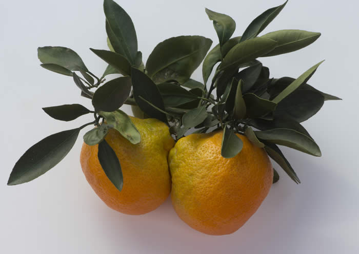 china6-15satsumamandarincrc4180010