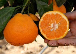 China S-6 Satsuma mandarin CRC4088008
