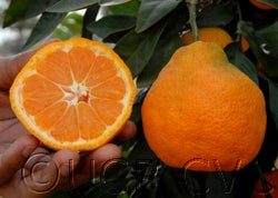 China S-7 Satsuma mandarin CRC4089004