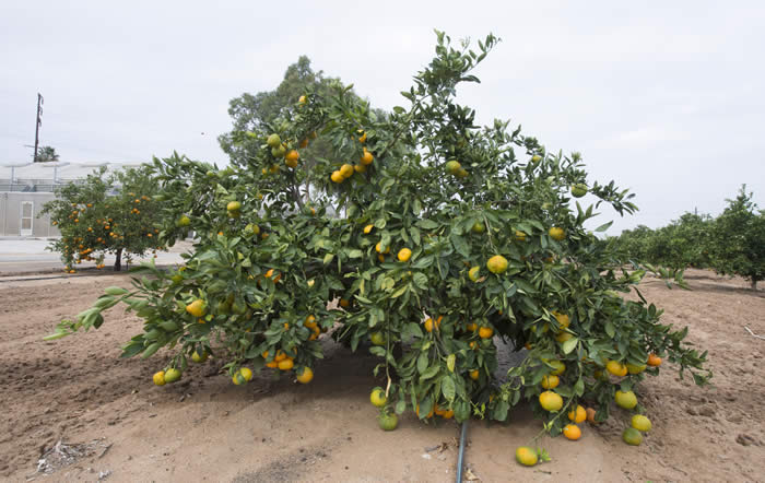 chinas-12satsumamandarincrc4154001