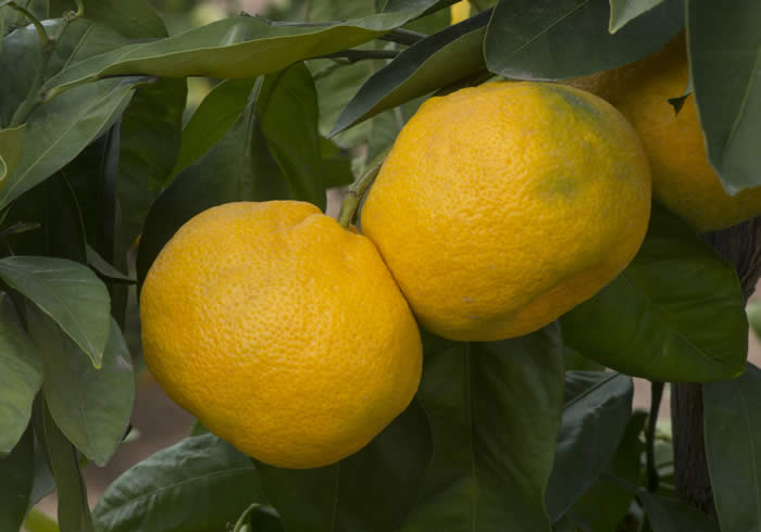 chinas-12satsumamandarincrc4154005