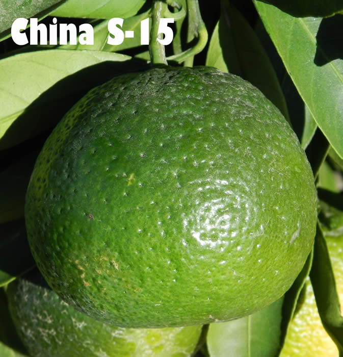 chinas-1518c-14-4001