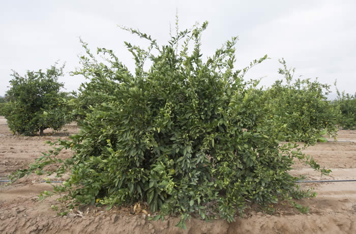 chinas-15satsumamandarincrc4178002