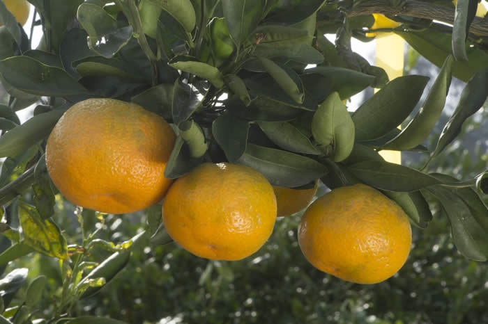 chinas-15satsumamandarincrc4178005