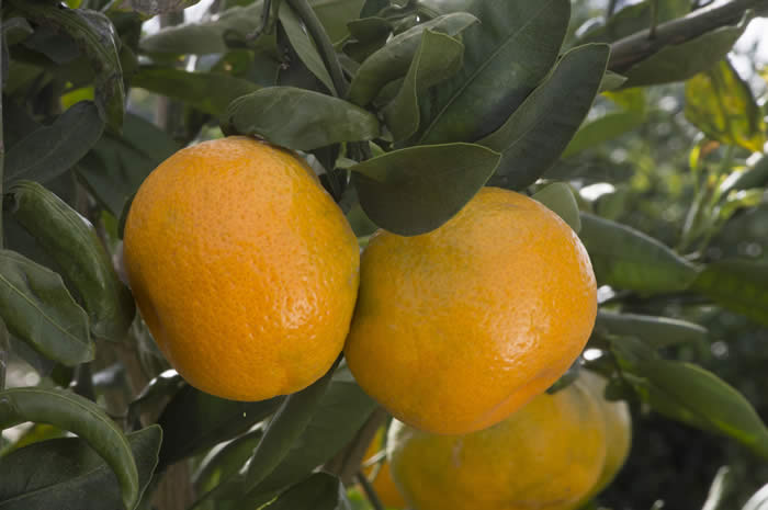 chinas-15satsumamandarincrc4178006