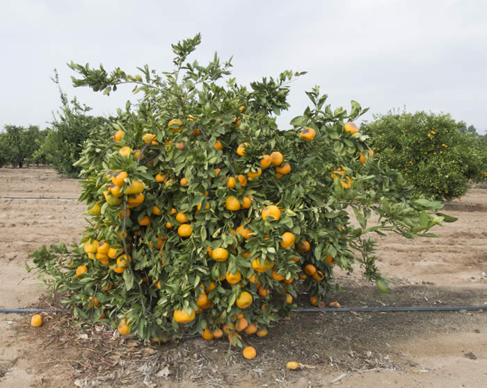 chinas-17satsumamandarincrc4179001