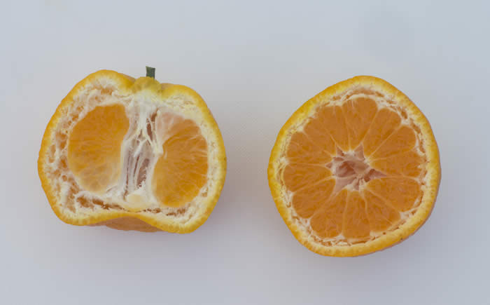 chinas-17satsumamandarincrc4179006