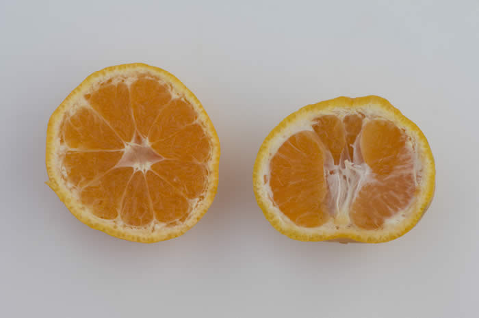 chinas-18satsumamandarincrc4155011