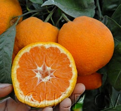 China S-2 Satsuma mandarin CRC4060006