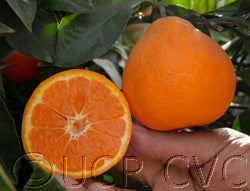 China S-9 Satsuma mandarin crc4061007