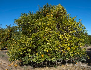 chinasweetorangecrc3933001