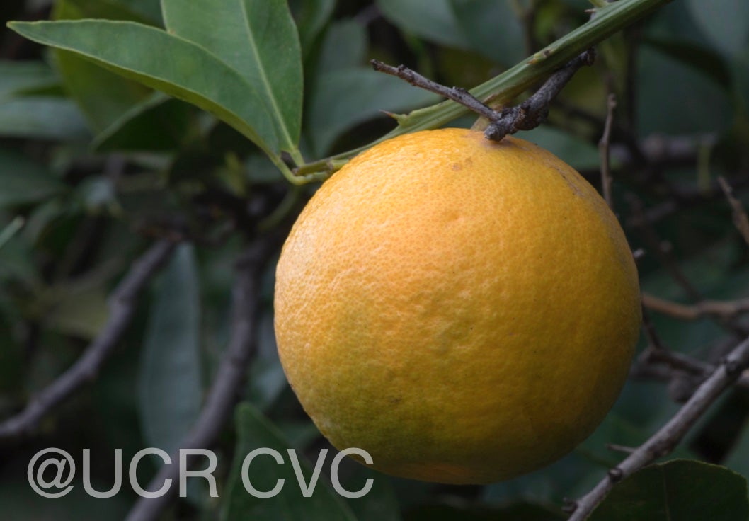 chinese_sweet_orange_crc_3933_005.jpg