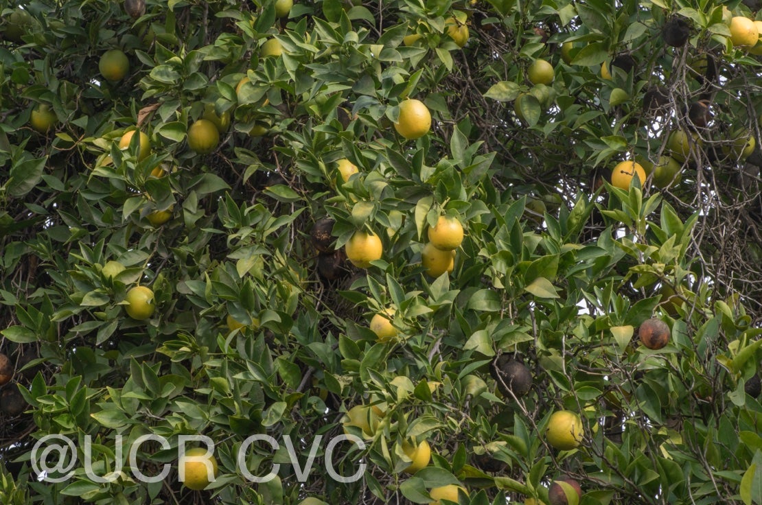 chinese_sweet_orange_crc_3933_006.jpg