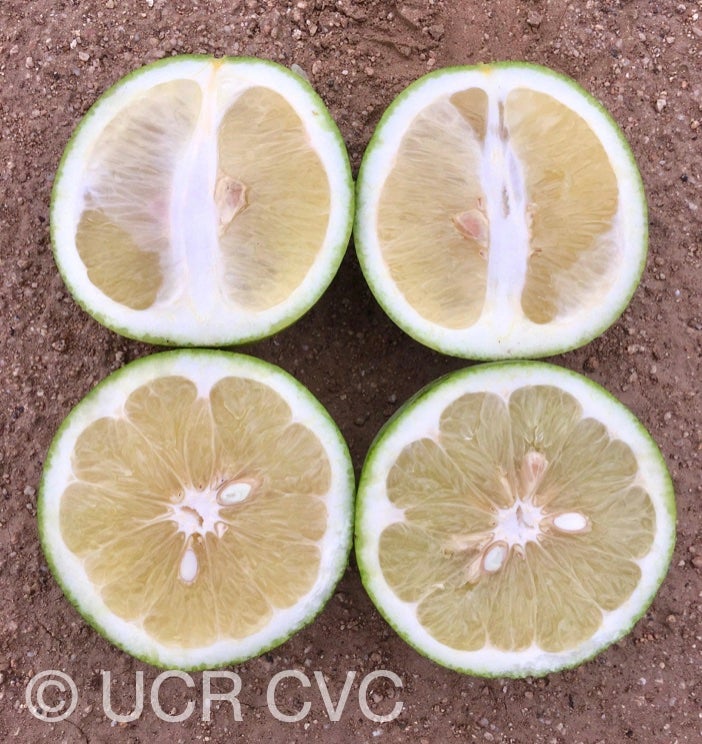 chironja_grapefruit_hybrid_crc_4045_004.jpg